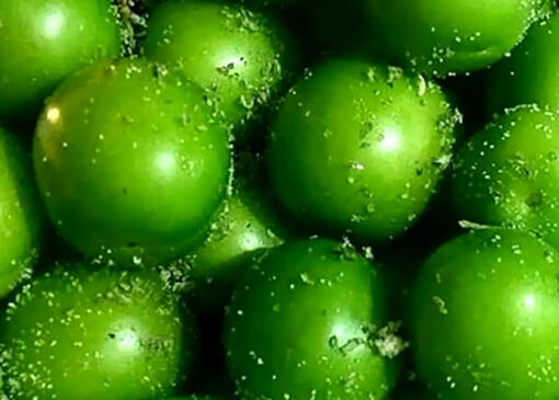 گوجه فرنگی سبز سودآور شده است
