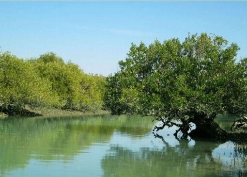 خطر نابودی ۷۵۰ هکتار جنگل حرا