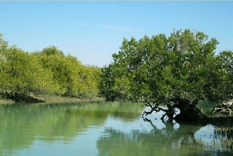 خطر نابودی ۷۵۰ هکتار جنگل حرا