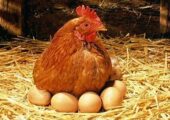 قیمت مرغ و تخم مرغ جدید به طور رسمی اعلام شده است