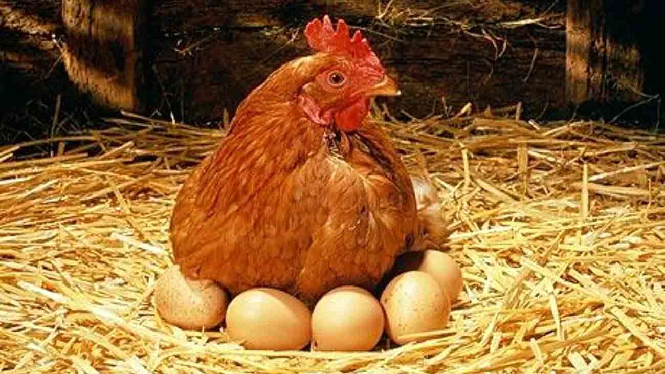 قیمت مرغ و تخم مرغ جدید به طور رسمی اعلام شده است