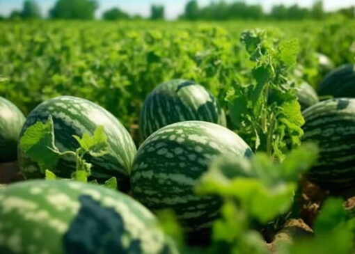 آب نداریم ولی هندوانه می‌کارند