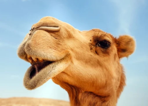 مصرف شیر شتر باعث کاهش علائم آسم می‌ شود