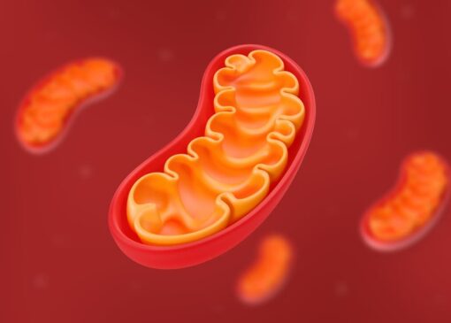 محققان مولکولی ساختند که از آسیب DNA میتوکندری جلوگیری می‌ کند