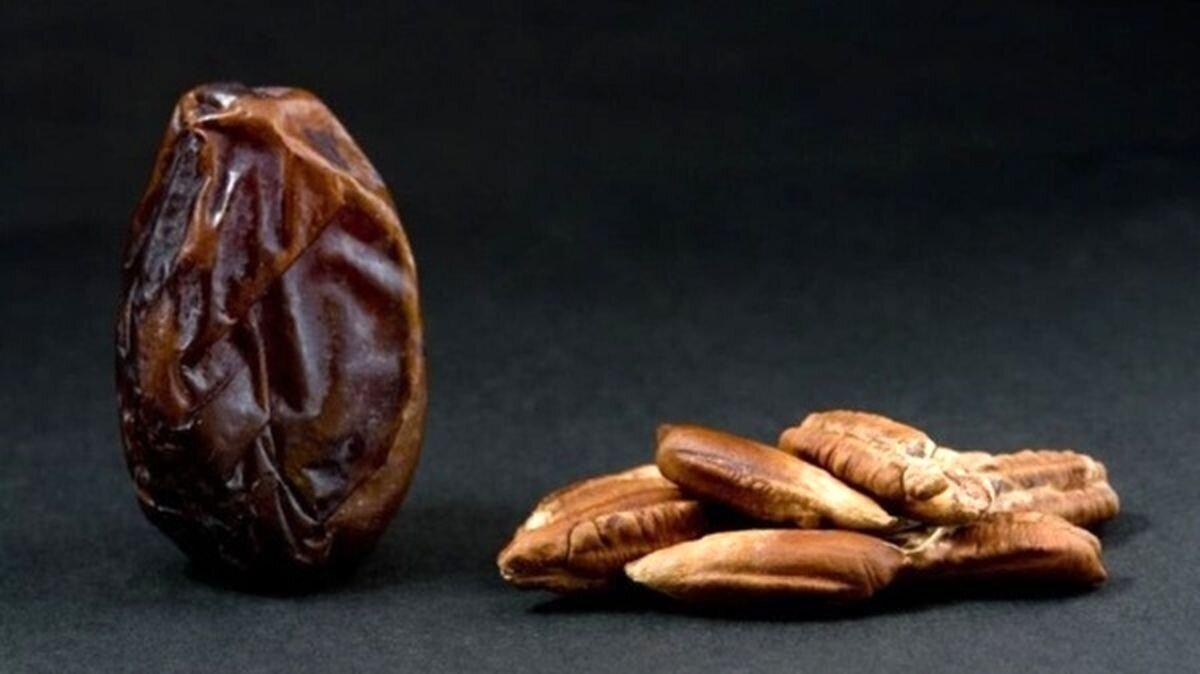 هسته این گیاه منبع پیشگیری از دیابت و سرطان است | بازتاب امروز