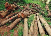 کشف حدود ۱۰ تن چوب جنگلی قاچاق در صومعه سرا