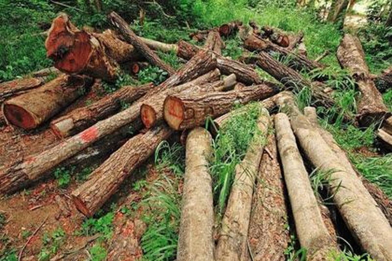 کشف حدود ۱۰ تن چوب جنگلی قاچاق در صومعه سرا