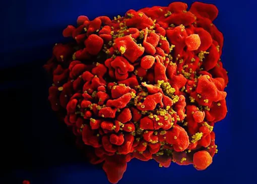 کشف نقطه ‌ضعف کلیدی ویروس HIV که راه را برای درمان بهتر هموار می کند