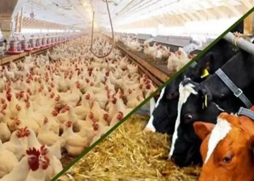 قراردادهای گندم و سیاست های سهمیه بندی / پیامدهای اقتصادی چشمگیر