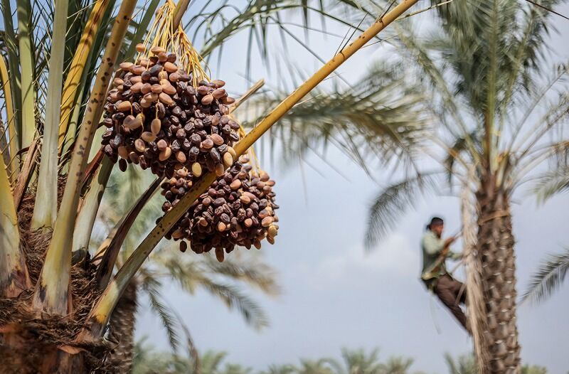 رویداد «مخ برون» ثبت ملی شد | بازتاب امروز