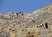 ساکنان کوه جفتان شهداد کرمان راه دسترسی ندارند | بازتاب امروز