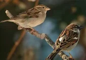 اگر تعداد گنجشک‌ها کم شود چه اتفاقی در شهر می‌افتد؟ | بازتاب امروز