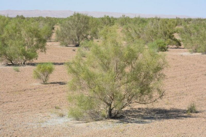 تاغزارهای سمنان زیر تیغ قاچاقچیان چوب | بازتاب امروز