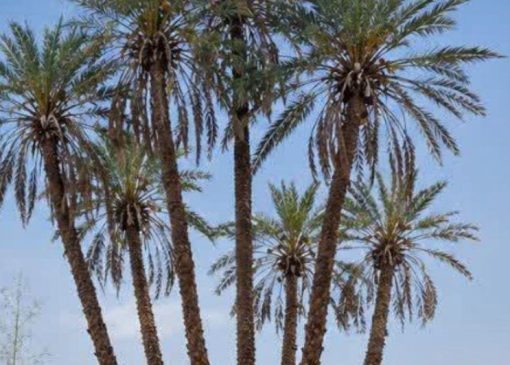 ثبت ملی نخل هفت برادر کرمان پیگیری می‌شود | بازتاب امروز