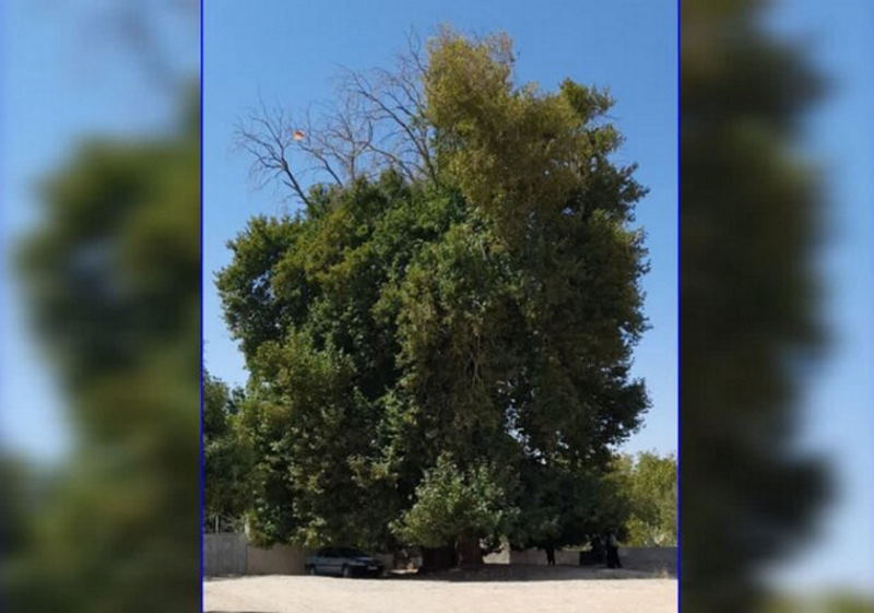 درخت چنار کهنسال روستای فیروزآباد مشهد در فهرست میراث طبیعی ملی ثبت شد | بازتاب امروز