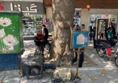 درختان کهنسال همدان شناسنامه‌دار می‌شوند | بازتاب امروز