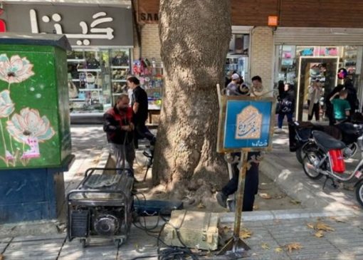 درختان کهنسال همدان شناسنامه‌دار می‌شوند | بازتاب امروز