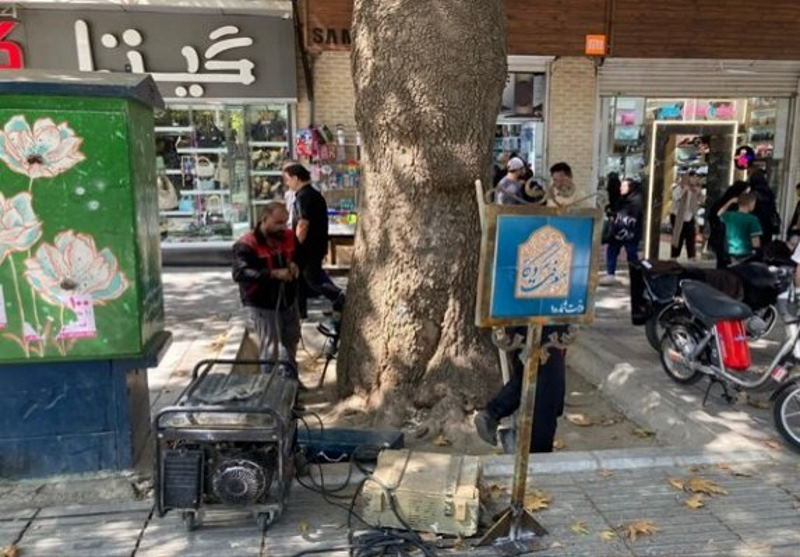 درختان کهنسال همدان شناسنامه‌دار می‌شوند | بازتاب امروز