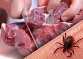 شناسایی ۱۱ مورد ابتلا به تب کریمه در یک استان | بازتاب امروز