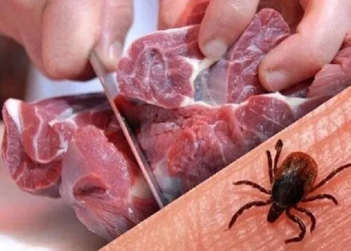 شناسایی ۱۱ مورد ابتلا به تب کریمه در یک استان | بازتاب امروز
