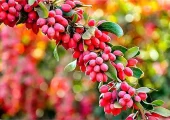۴ فایده شگفت‌انگیز زرشک برای سلامتی بدن | بازتاب امروز