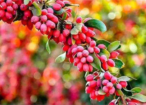 ۴ فایده شگفت‌انگیز زرشک برای سلامتی بدن | بازتاب امروز