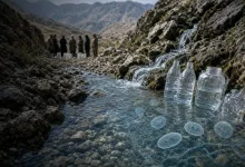 ردپای دو انگل در منابع آبی سه استان ایران | بازتاب امروز