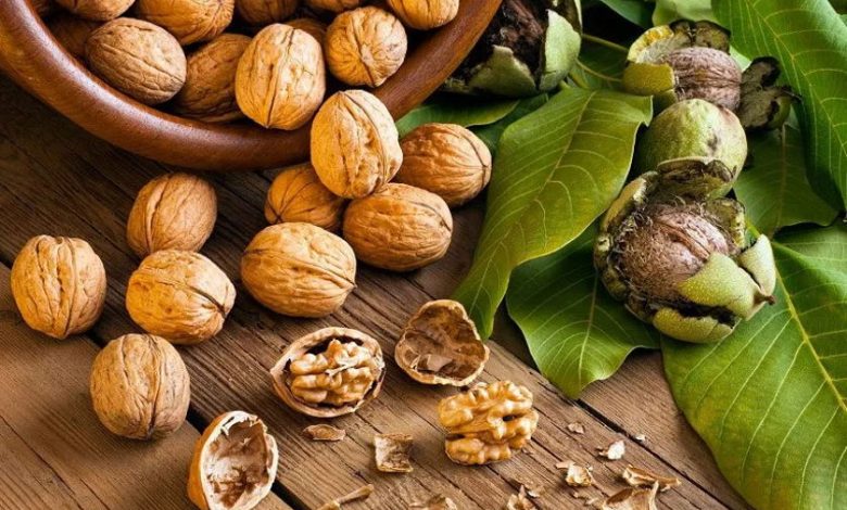 سومین جشنواره ملی گردو ثمرین‌ اردبیل برگزار می‌شود | بازتاب امروز