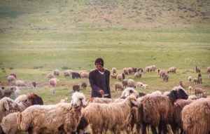 عشایر کرمانشاه تا ۳۰ آبان از ورود به مراتع قشلاقی خودداری کنند | بازتاب امروز