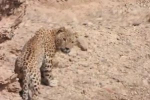 مشاهده دومین پلنگ در منطقه حفاظت شده کاغذکنان میانه [+ فیلم] | بازتاب امروز